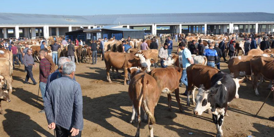 Kars'ta hayvan pazarı açılıyor
