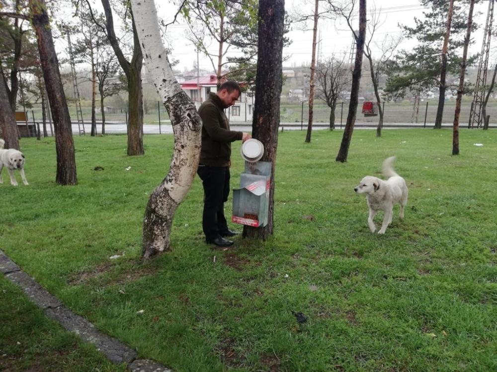  Kars Belediyesi 130 noktada sokak köpeklerinin beslenmesini sağlıyor