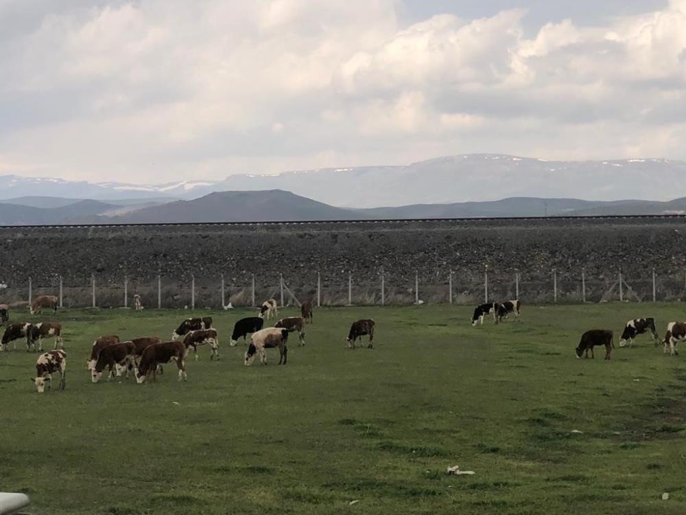 Kars'ta meralar renklendi