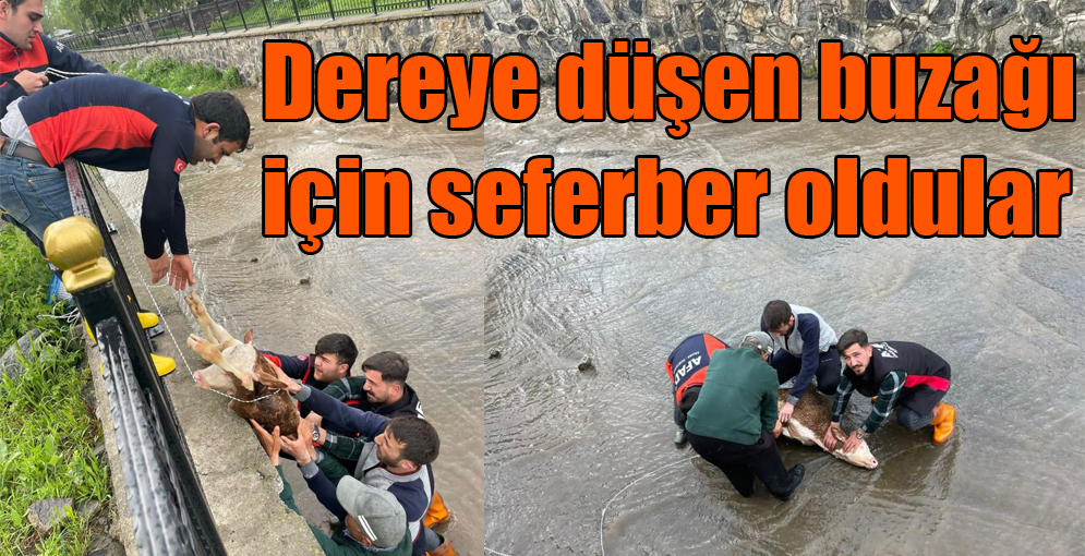 Dereye düşen buzağı için seferber oldular