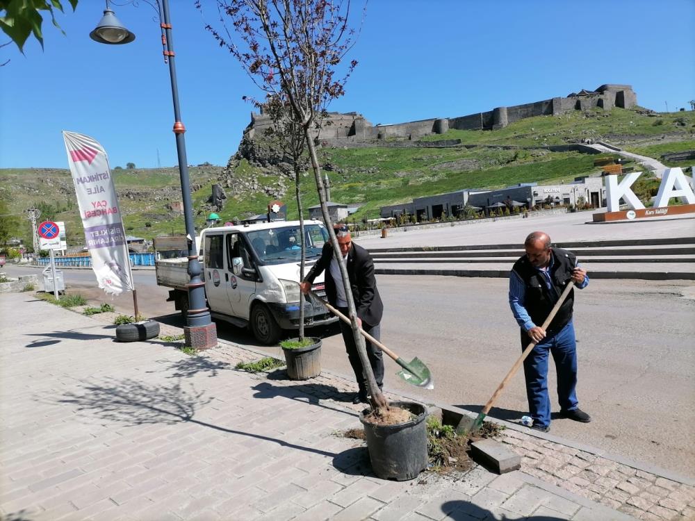 Kars'ta kuruyan ağaçlar değiştiriliyor