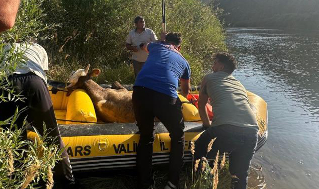 Aras Nehri'ne düşen büyükbaş hayvan kurtarıldı
