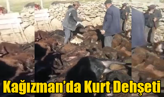 Kağızman'da kurt dehşeti