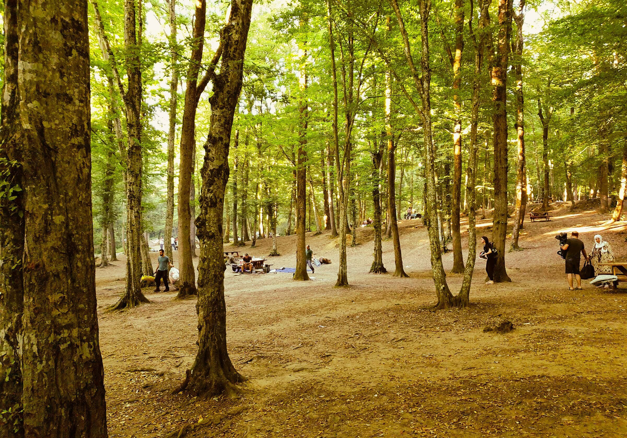 Ormanlık alanda piknik yasaklandı