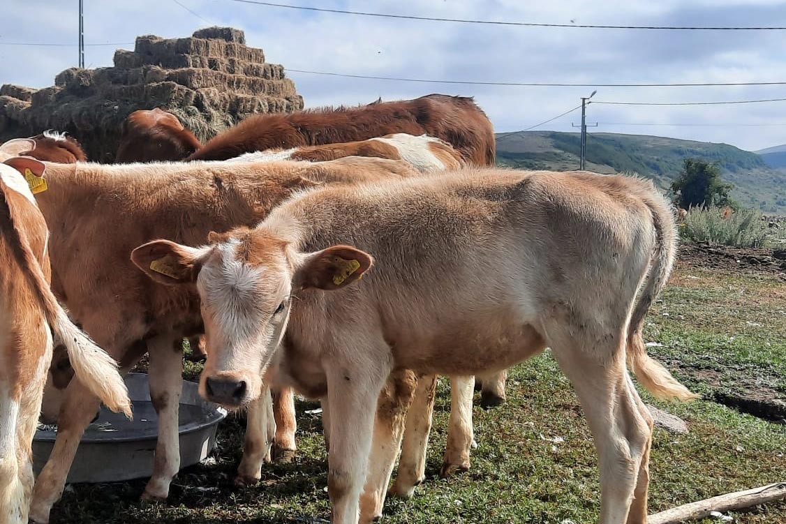 Digor'da 13 büyükbaş hayvan çalındı