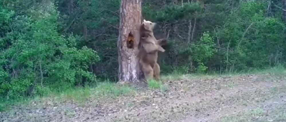Kars'ta boz ayıların ormanda dansı fotokapana yansıdı