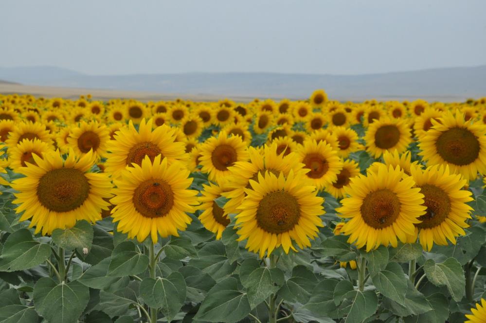 Kars'ta tarlalar ayçiçeği açtı