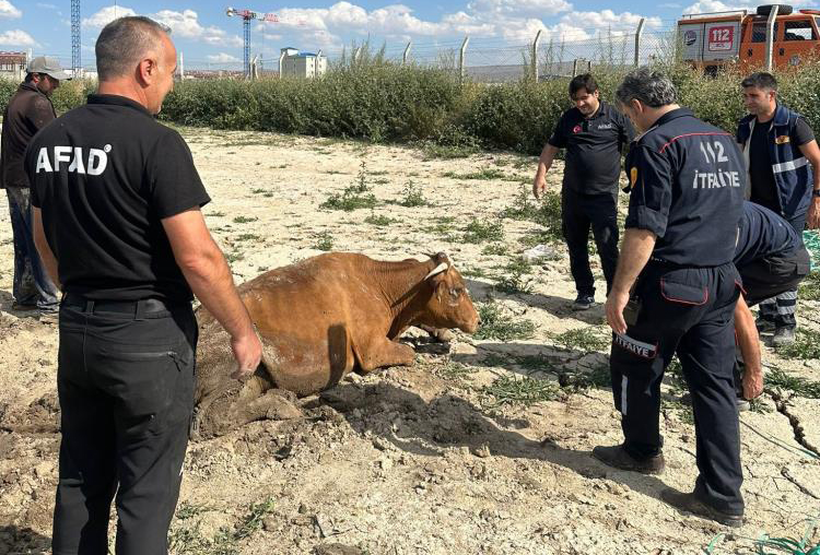 Su göletine düşen büyükbaş hayvan kurtarıldı