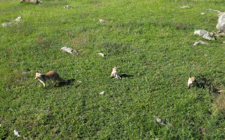  Yavrularını emziren anne tilki dron kamerasına yansıdı