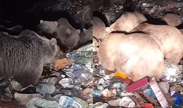 Boz ayılar kış uykusu öncesi besin depoluyor