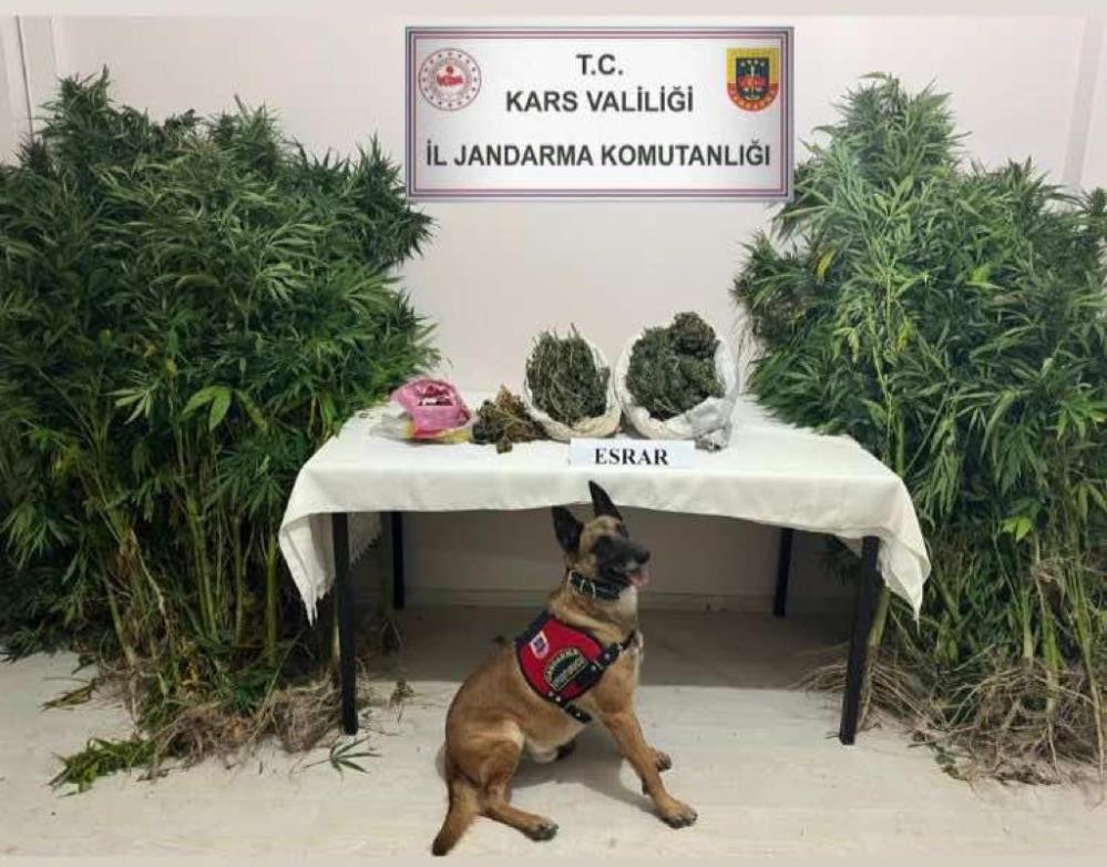 Dedektör Köpek "Termal" Yakaladı