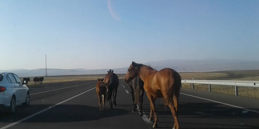 Kars'ta karayollarında başıboş at tehlikesi!