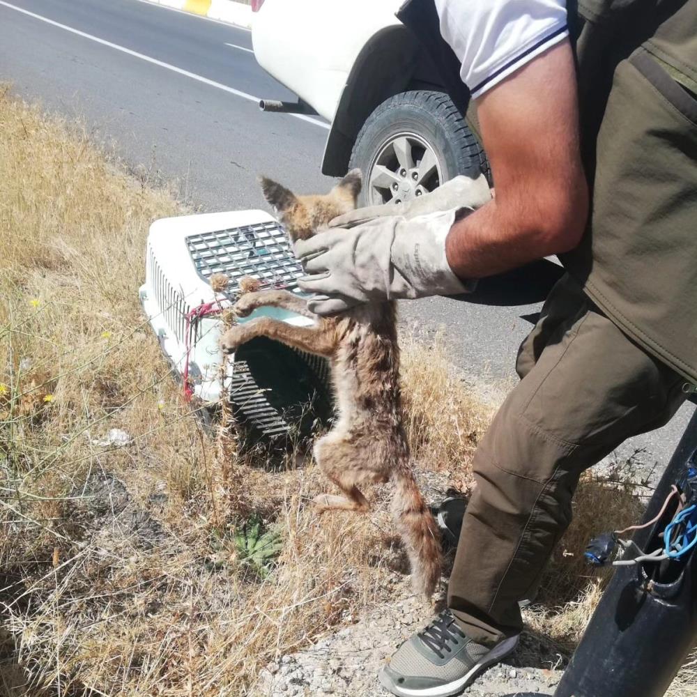 Yaralı tilki Kars'ta tedavi altına alındı