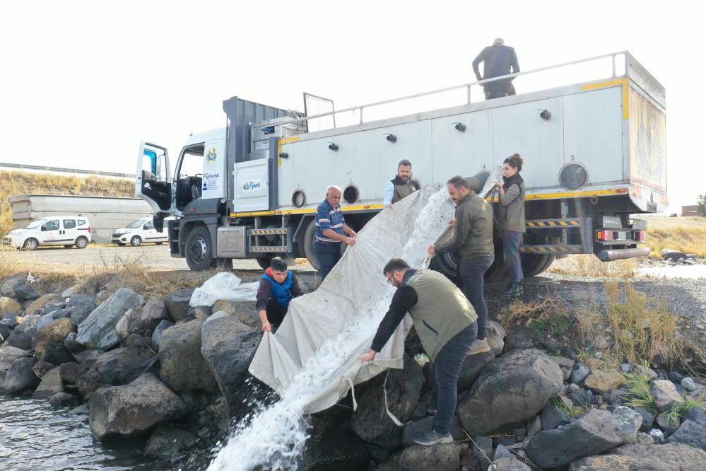 Çıldır Gölü'ne 2 bin 800 yavru sazan bırakıldı 