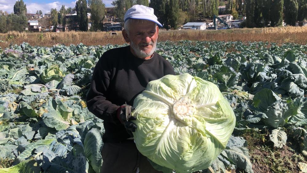 Kars'ta 50 yıldır lahana üretiyor