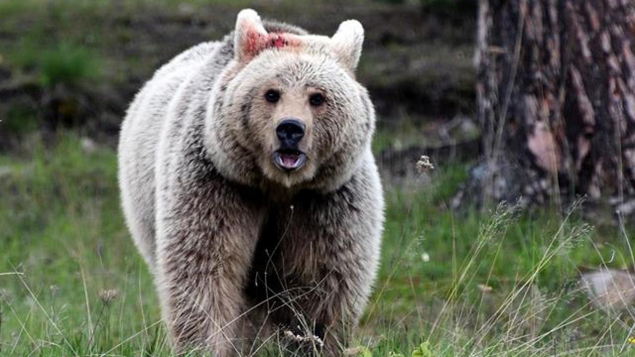 Kars'ta 53 yaşındaki adama ayı saldırdı