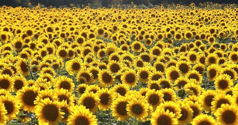 Kars'ta Ayçiçeği Alımı Başladı