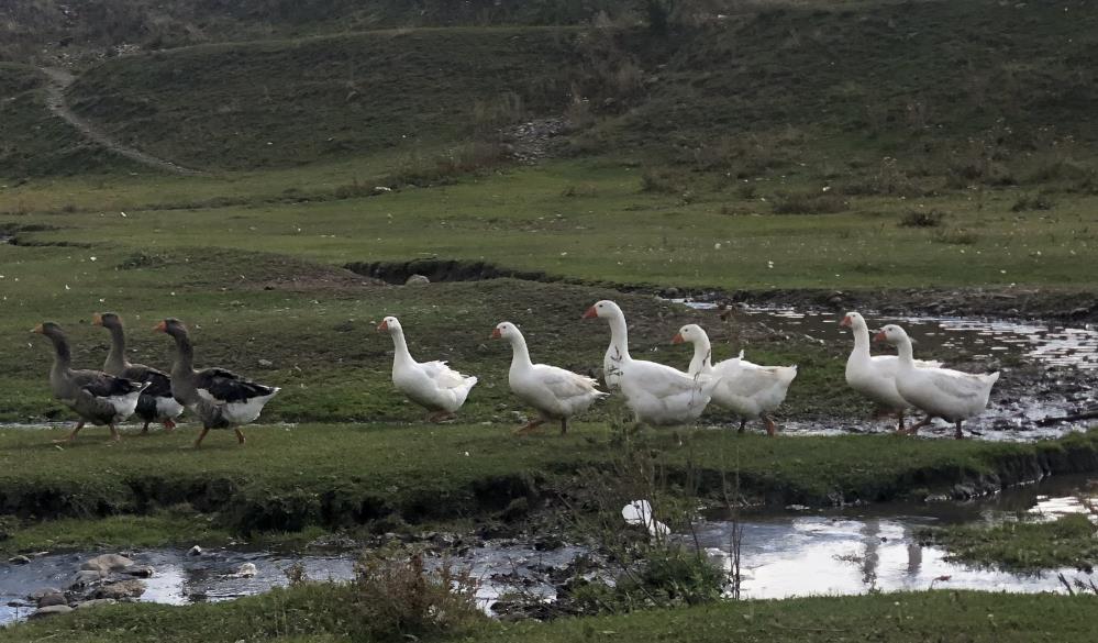 Kars'ta kazlar kesim öncesi besiye alındı