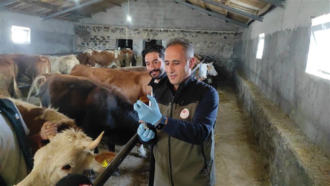 Kars'ta Küpeleme Ve Aşı Çalışması Başladı