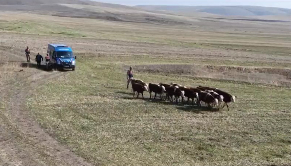Kars'ta kaybolan inekler bulundu