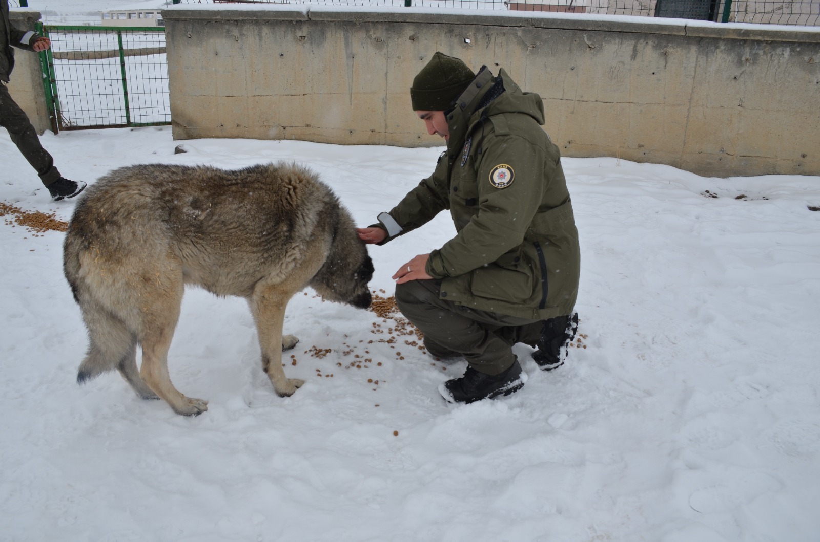 Kars'ta HAYDİ ekibi sokak hayvanları için sahada