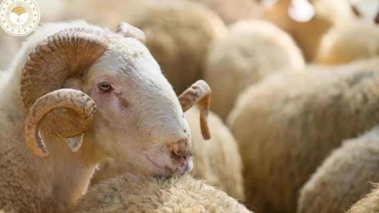 Aliağa'da kurban kesim ücretleri ne kadar oldu? Başkan Serdar Berk'den 'korsan kasap' uyarısı!