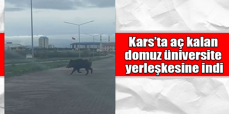 Kars'ta aç kalan domuz üniversite yerleşkesine indi