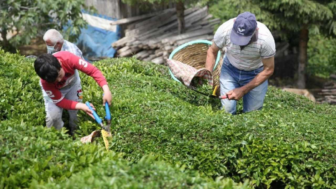 Rize Çayı dünyayı fethetti! O ülkeler sıraya girdi: İşte rekor ihracat rakamları!