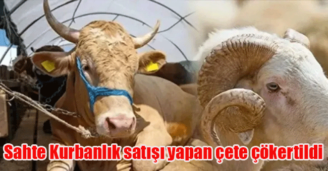 Sahte Kurbanlık satışı yapan çete çökertildi