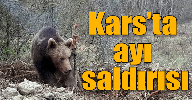 Bayram Tatili için geldi, Ayının saldırısına uğradı