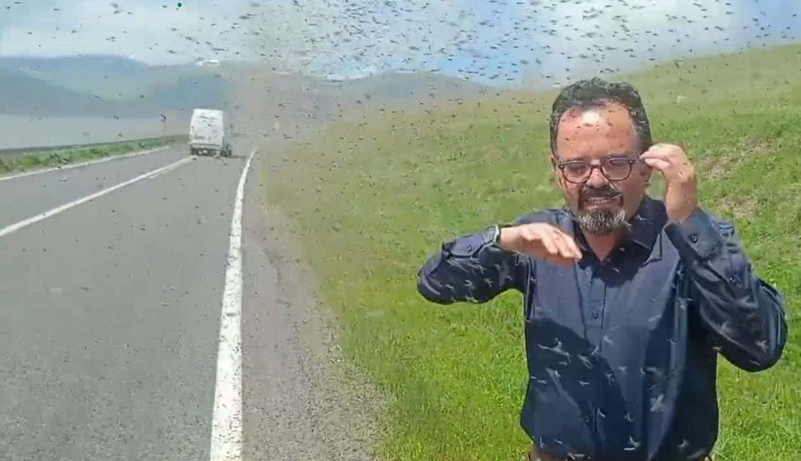Çıldır Gölü'nde sivrisinek istilası