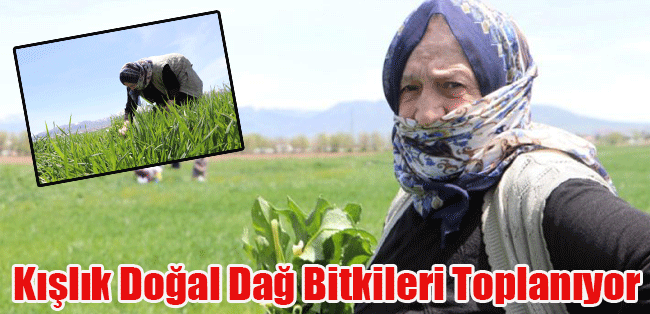 Kışlık Doğal Dağ Bitkileri Toplanıyor