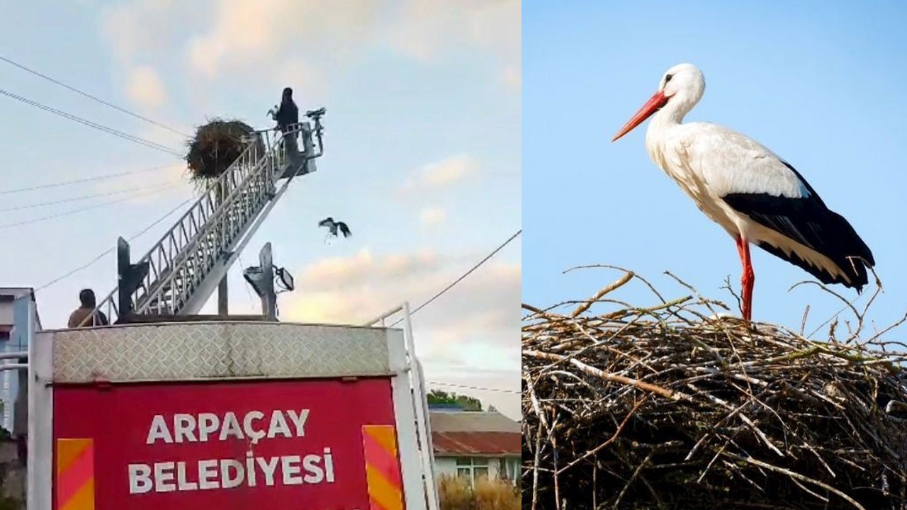 Leylek Yuvaya Döndü