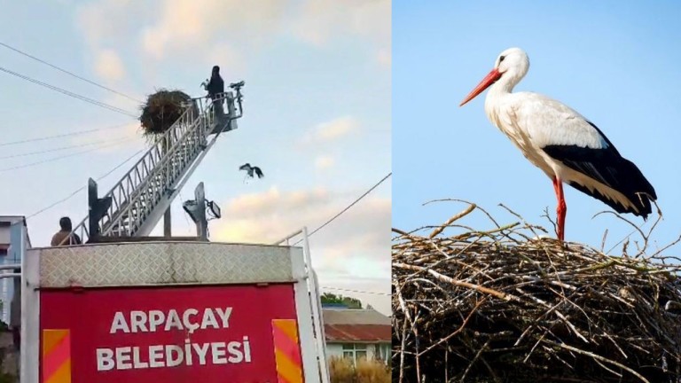 Leylek Yuvaya Döndü