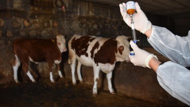 Tarım İl Müdürlüğü hayvancılığı tehdit eden şap hastalığına karşı