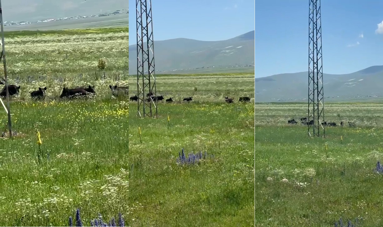 Domuz Sürüleri Yaşam Alanlarında