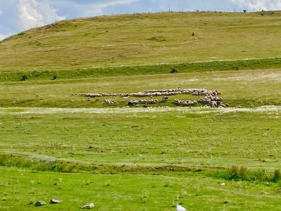 Sürüler yayla yolunda