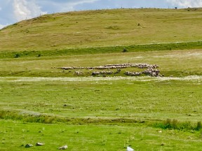 Sürüler yayla yolunda