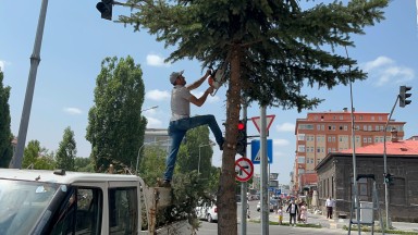 Kars Belediyesi’nden Kent Merkezinde Ağaç Budama Çalışması