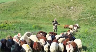 Kars’ta kayıp hayvanlar bulundu