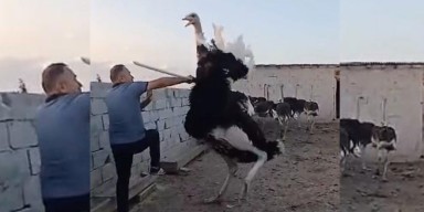 Esenkent Köyü’nde Deve Kuşu Heyecanı!