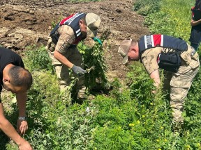 Kars'ta ''kenevir'' ekilen bahçelere operasyon!