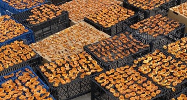 Kağızman’da Aşmalık kayısılar kurutuluyor