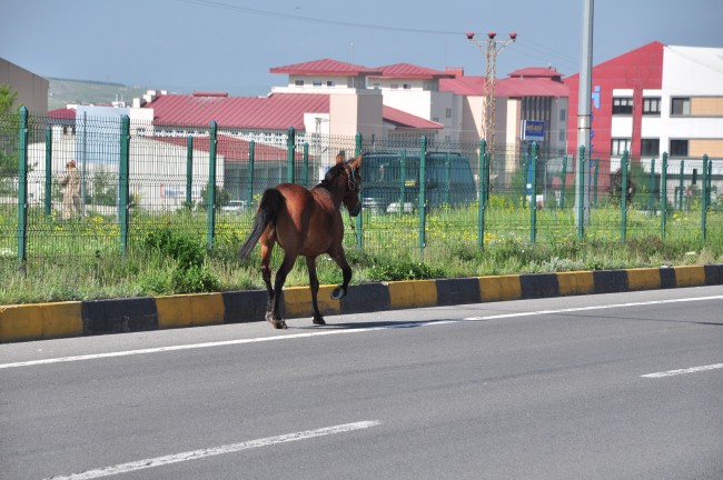 Trafiği tehlikeye atan başıboş at güvenli noktaya alındı