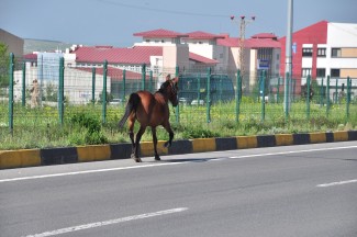 Trafiği tehlikeye atan başıboş at güvenli noktaya alındı