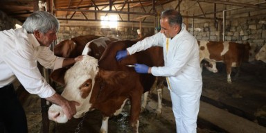 Kars’ta Hayvan Sağlığı İçin Aşılama Çalışmaları Devam Ediyor