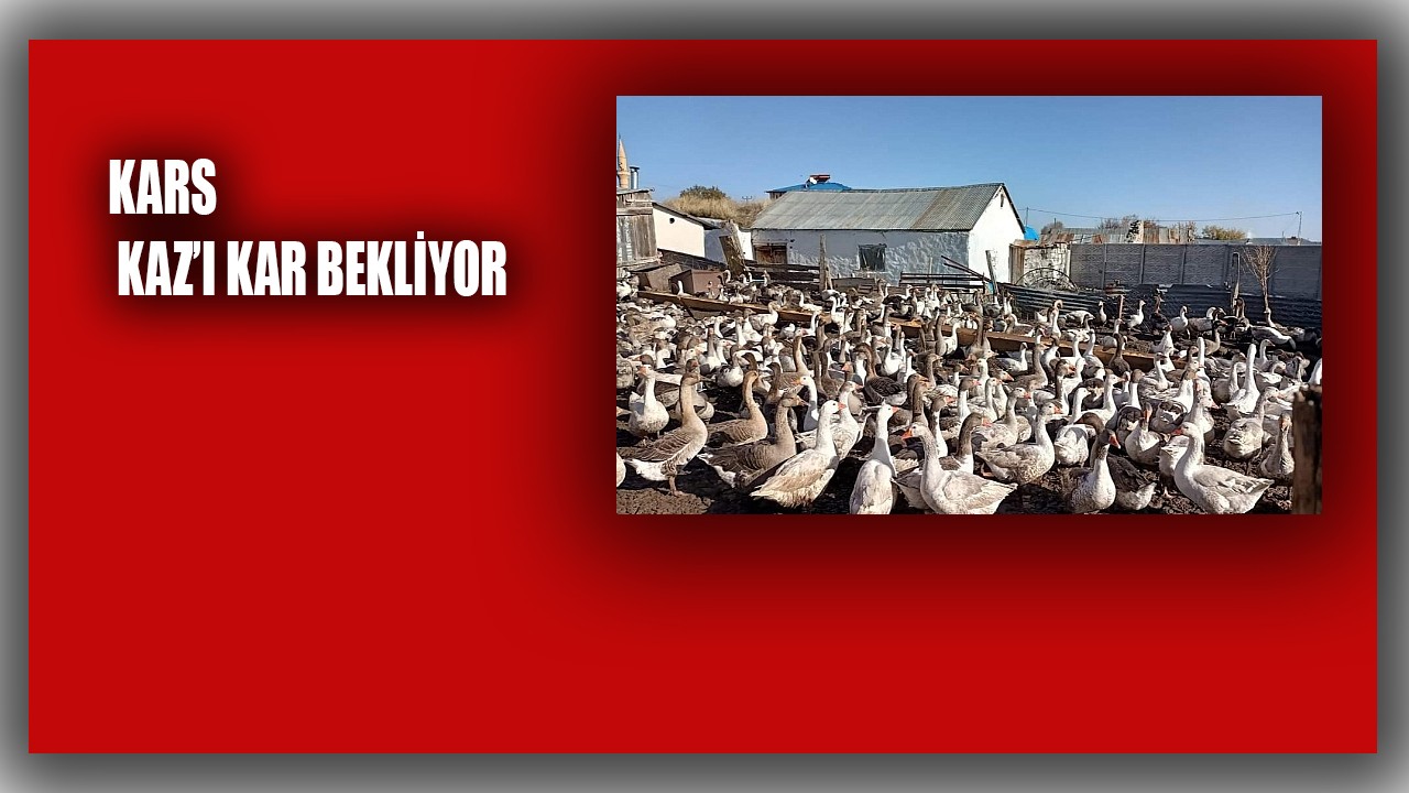 Kars’ta Kaz Sürülerinin Görsel Şöleni