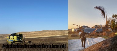 Ayçiçek tarlaları ile renklenen Kars’ta, hasat vakti