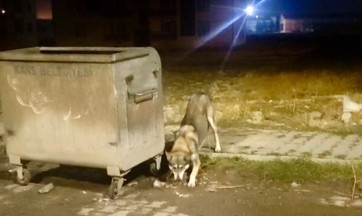 Kars'ta kurt paniği!