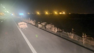 Kars’ta domuz sürüsü görüntülendi